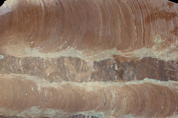 Polished Stromatolite (Jurusania) From Russia - Million Years #57563